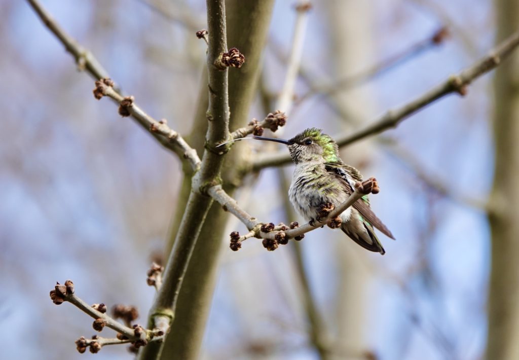 Stella the hummingbird with her tongue out