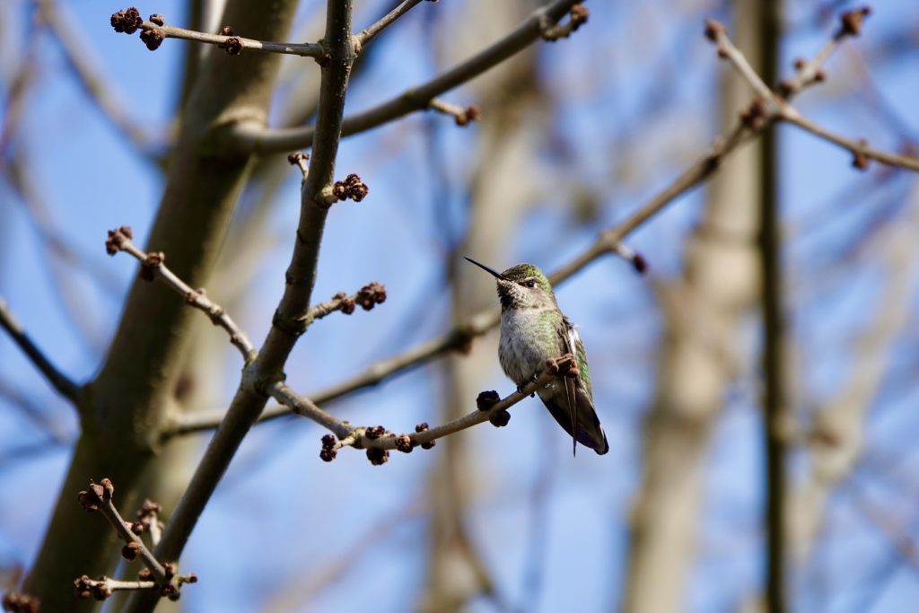 Stella taking a break from nest-building to sunbathe.