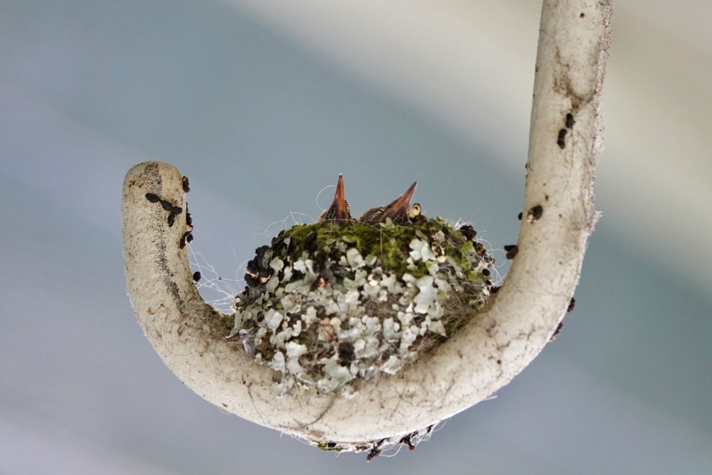 The hatchlings with their pinfeathers coming in, barely visible above the edge of the nest.