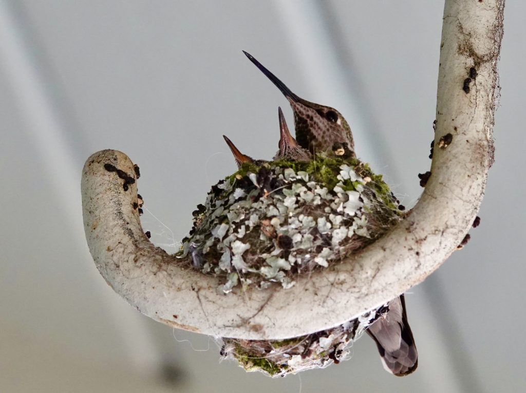 One big happy family of hummingbirds - Stella with her babies, Harriet and Mortimer.