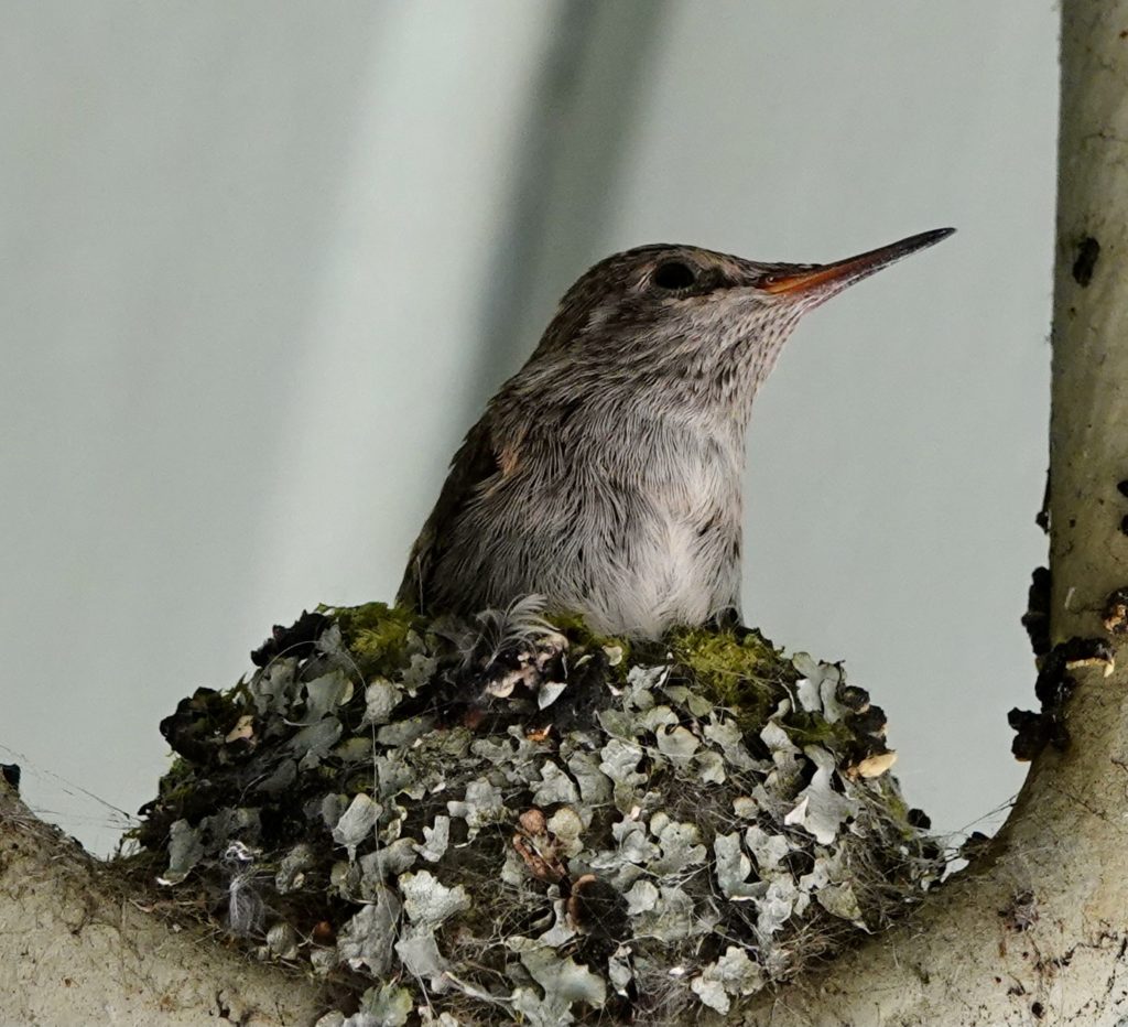 Harriet was fat and happy enjoying having the nest to herself