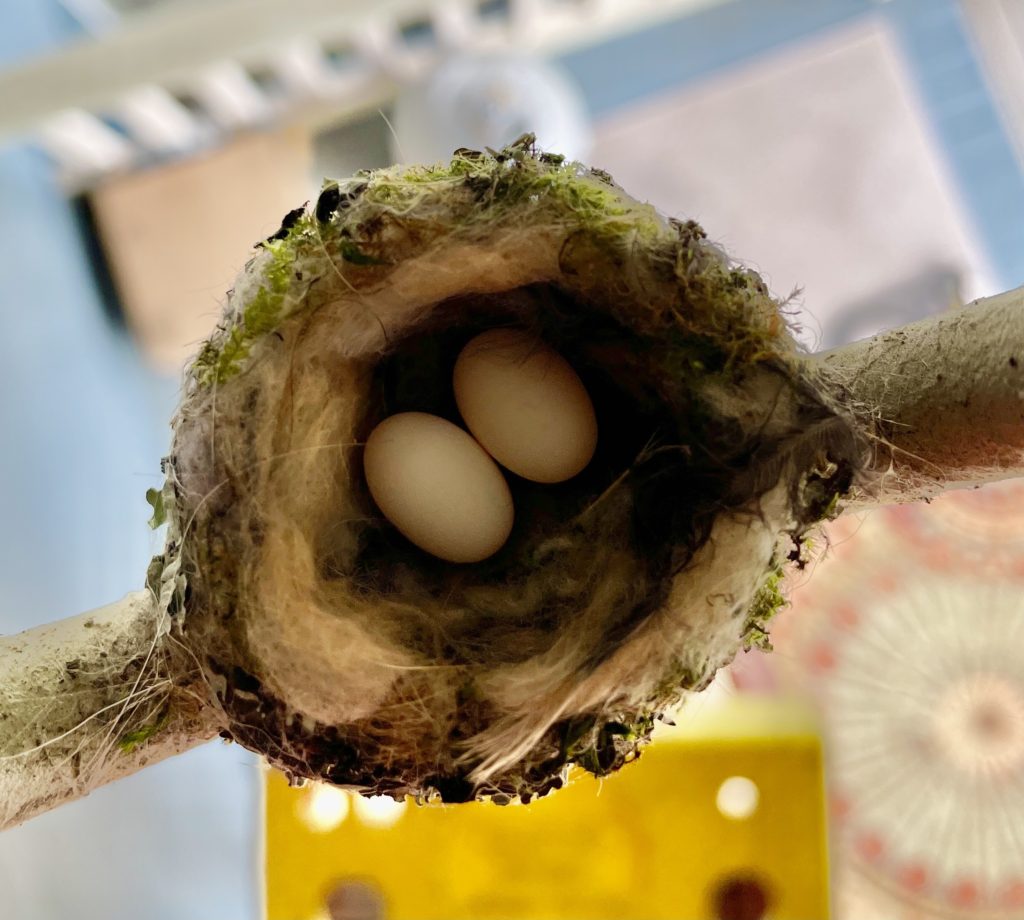 Stella's two eggs looked like tiny bloated tic-tac mints, about the size of little coffee beans.
