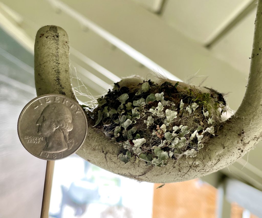 The hummingbird's nest next to a US quarter for comparison