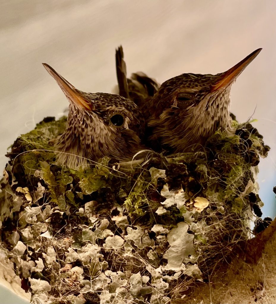 Harriet and Mortimer getting bigger in their increasingly more crowded nest.