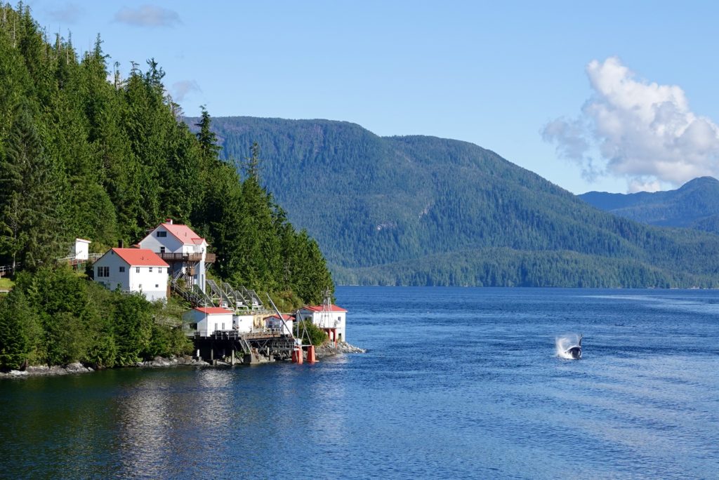 A humpback whale breached on its side just as we passed this lighthouse station.