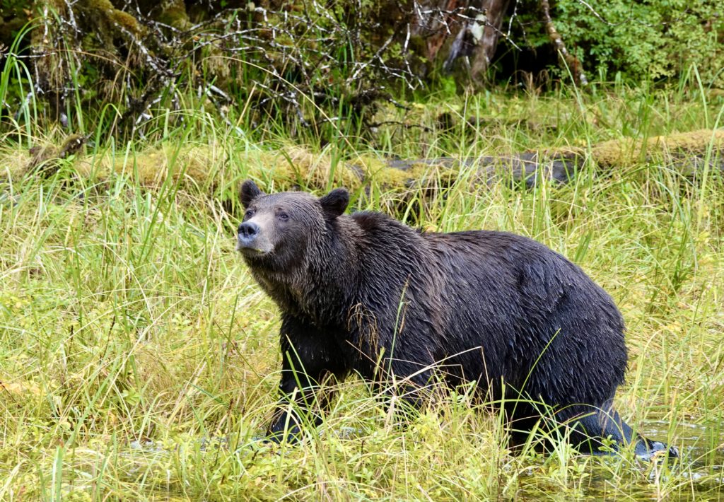 Samuel - another Khutzeymateen grizzly bear we encountered