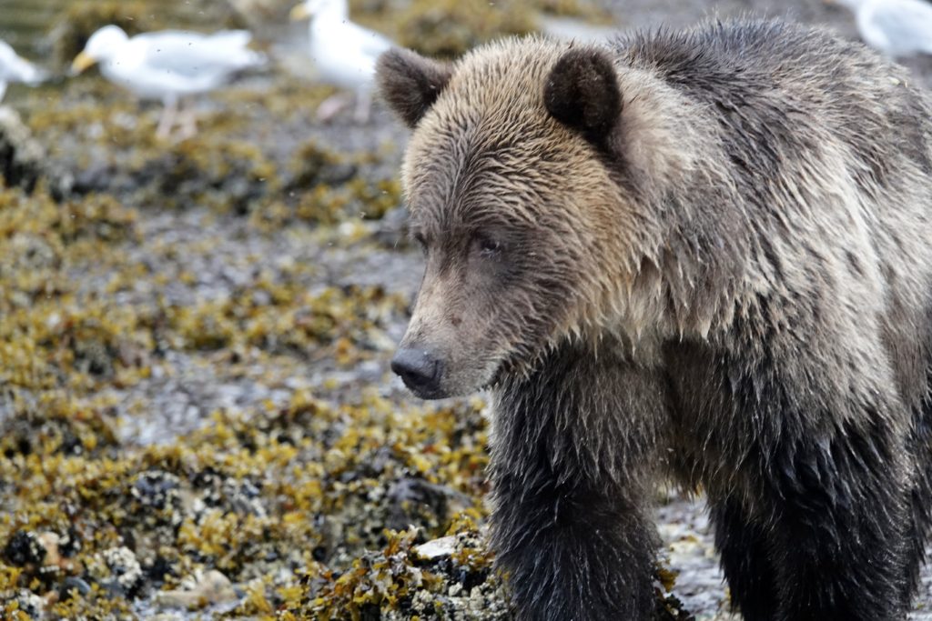 Scout - the first Khutzeymateen grizzly bear we encountered
