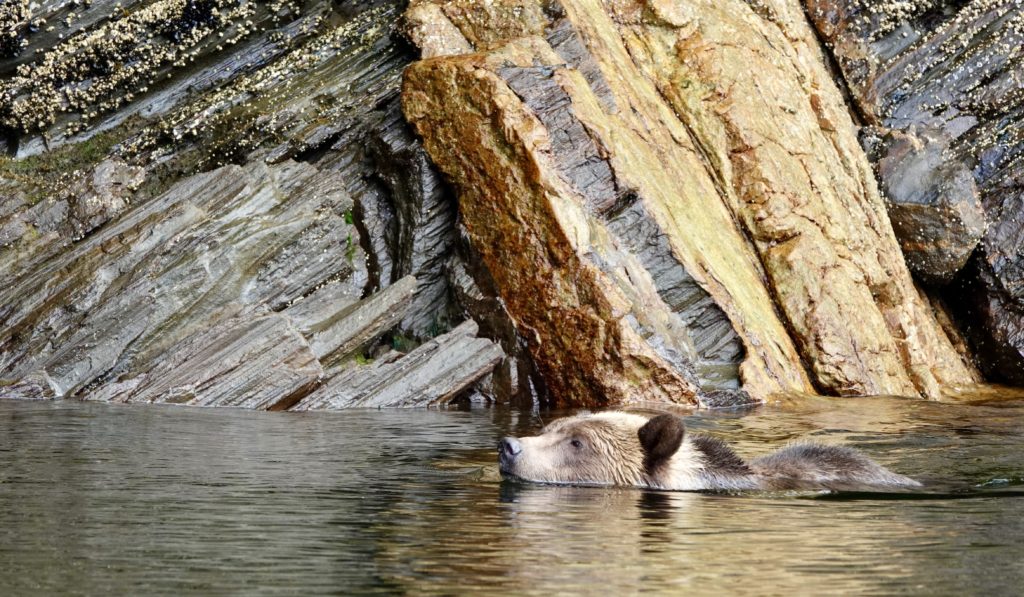 A Khutzeymateen grizzly bear swimming 