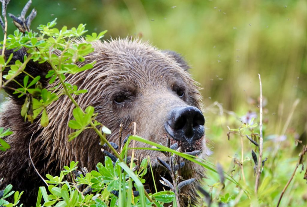 A closeup of Blondie, another Khutzeymateen grizzly bear we saw