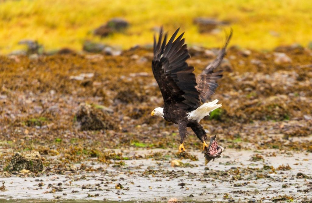 Bald eagle taking flight with their lunch.