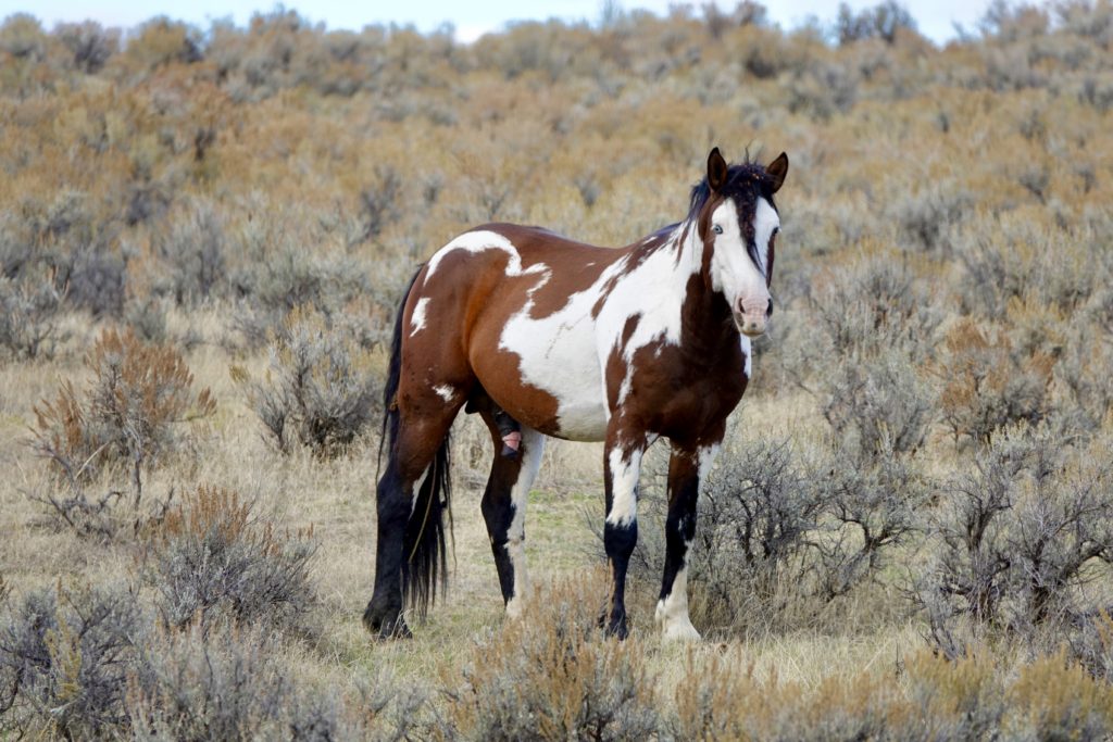 One of several gorgeous horses we saw while on the Crow Reservation in Montana.