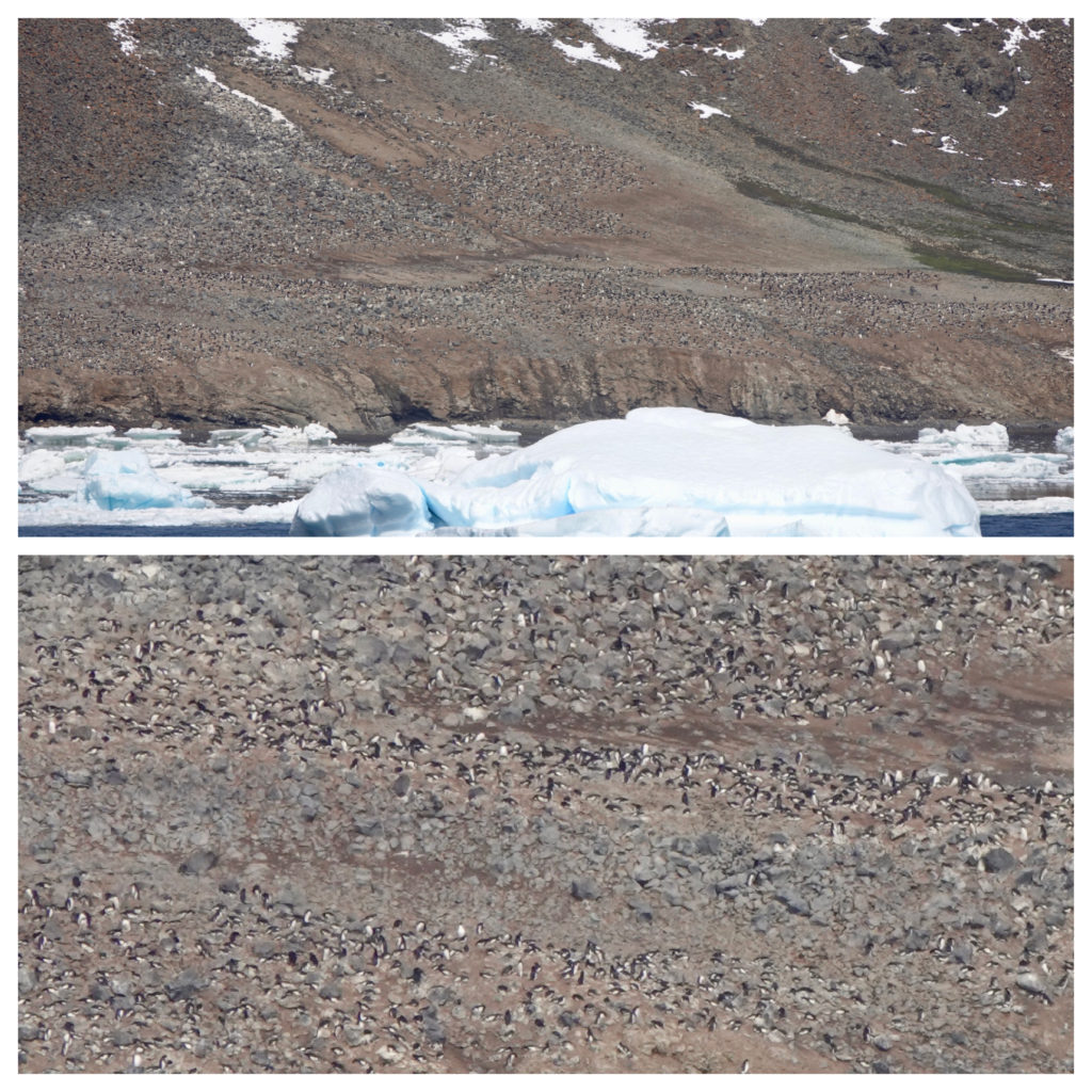 A large penguin rookery in Antarctica