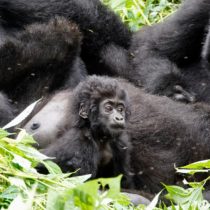 Uganda’s Mountain Gorillas