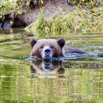 Khutzeymateen Grizzlies