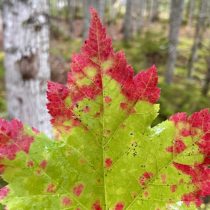 There and Back Again: A Trans-Canadian Roadie